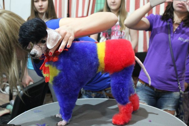 Файл:Groom 2.jpg