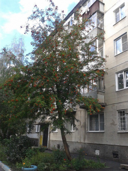 Файл:Чигорина 20-2.jpg