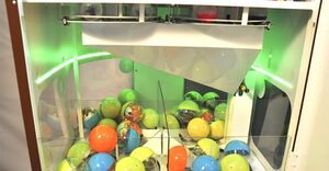 Мангустин 7.jpg